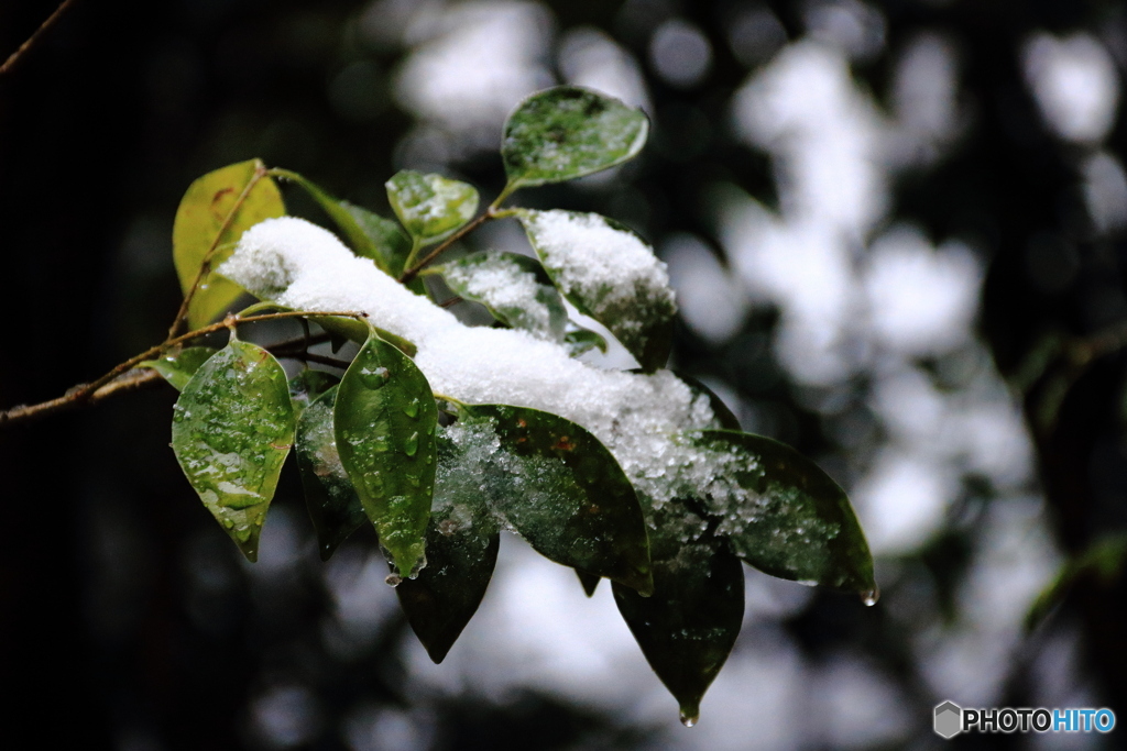 朝から雪模様