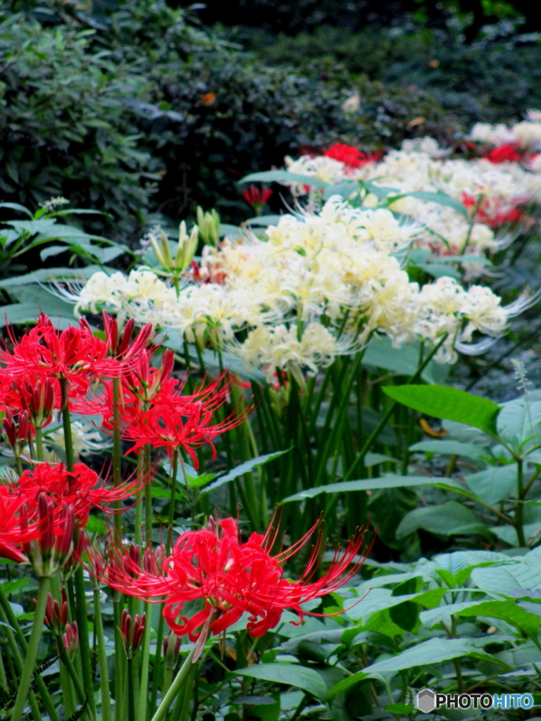 石神井公園の花1