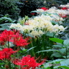 石神井公園の花1