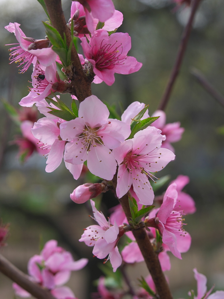 桃の花
