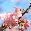 新井薬師4