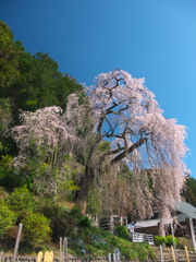 梅岩寺の枝垂れ桜_2