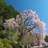 梅岩寺の枝垂れ桜_2