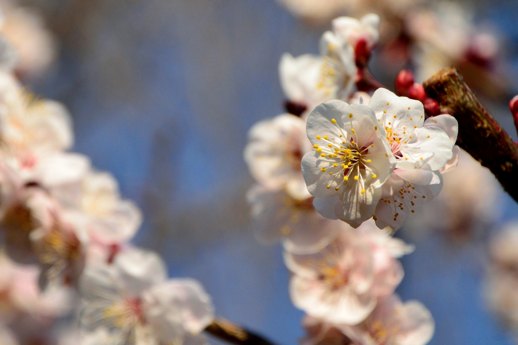 芝公園の梅花2