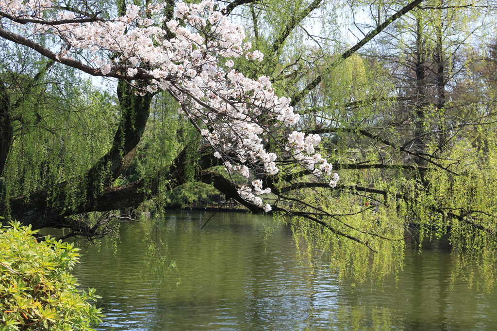 桜と柳