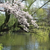桜と柳