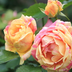 薔薇