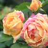 薔薇