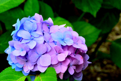 カラフルな紫陽花