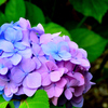 カラフルな紫陽花
