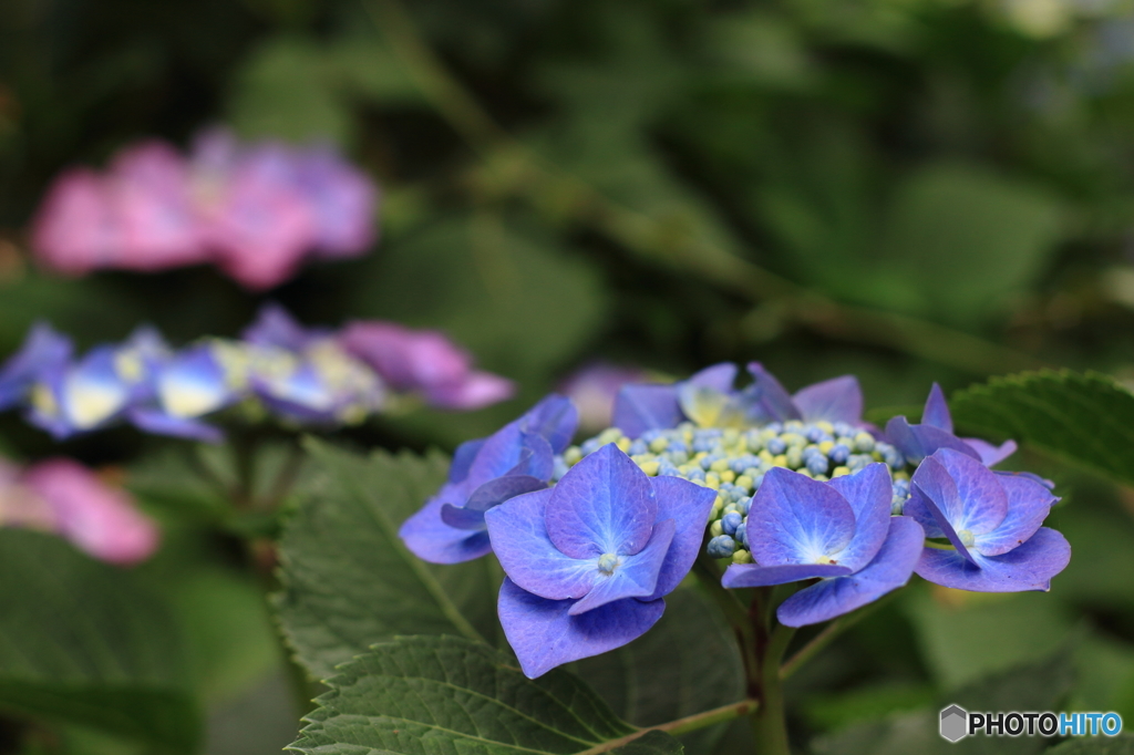 石神井公園に咲く紫陽花3