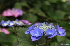 石神井公園に咲く紫陽花3