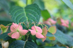 紫陽花