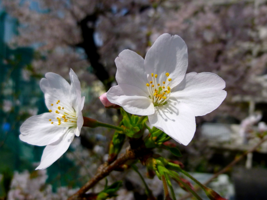 工場の桜4