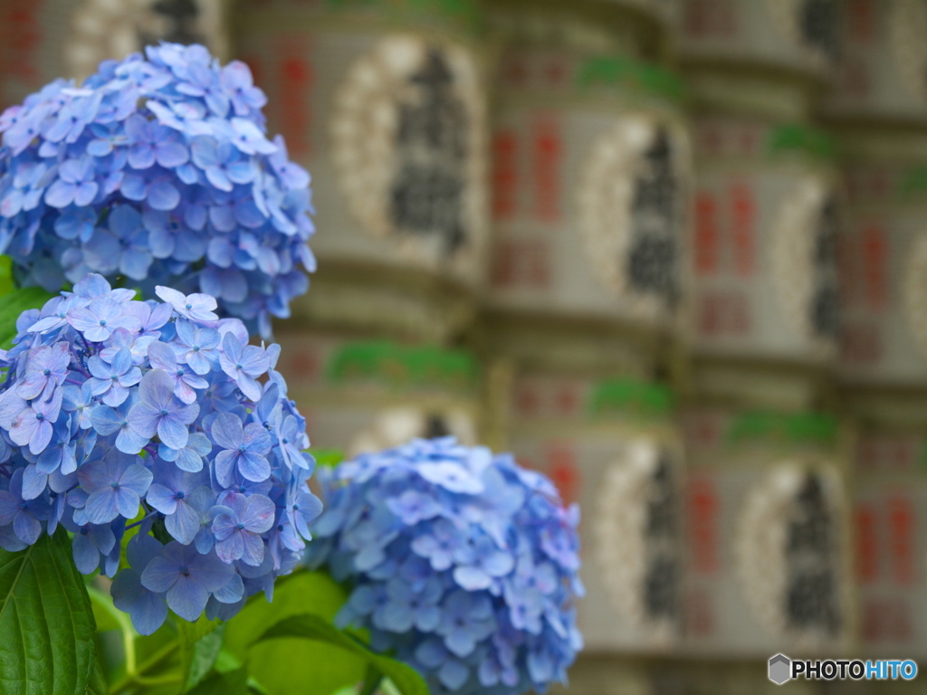 紫陽花と酒樽