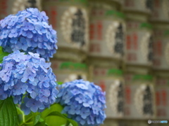 紫陽花と酒樽