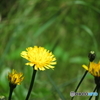 埼玉県営和光樹林公園9