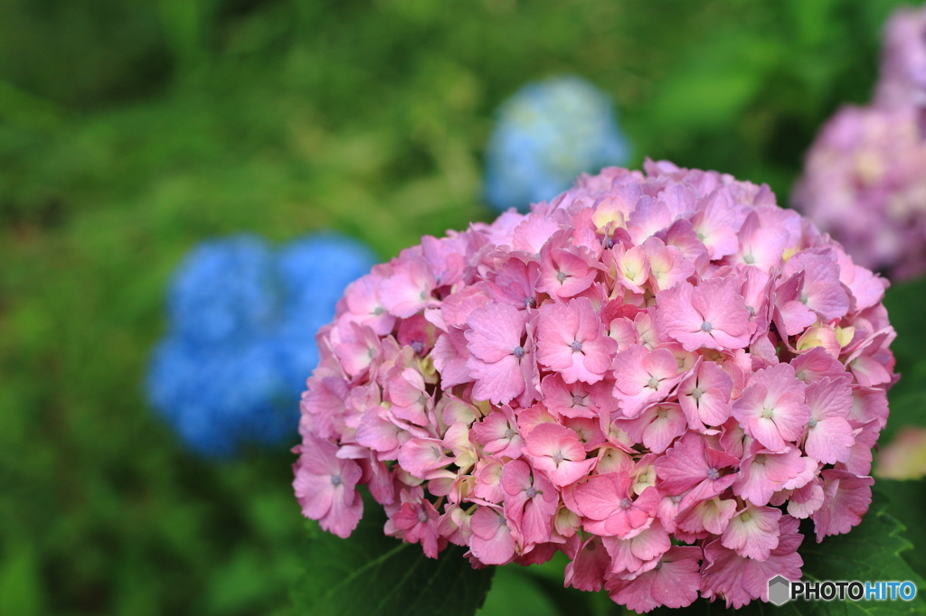 石神井公園に咲く紫陽花2