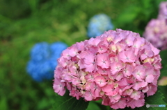 石神井公園に咲く紫陽花2