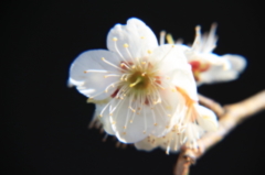 ２月の石神井公園8