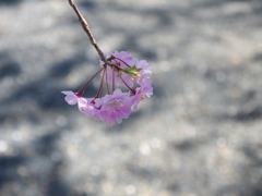 梅岩寺の枝垂れ桜