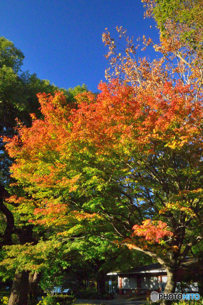 紅葉が進む日比谷公園