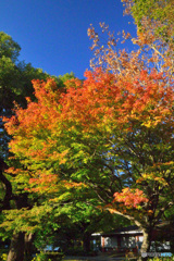 紅葉が進む日比谷公園