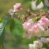 黄緑の桜、鬱金（ウコン）03
