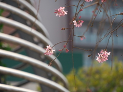 枝垂れ桜