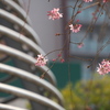 枝垂れ桜