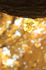 神宮外苑のイチョウ並木3