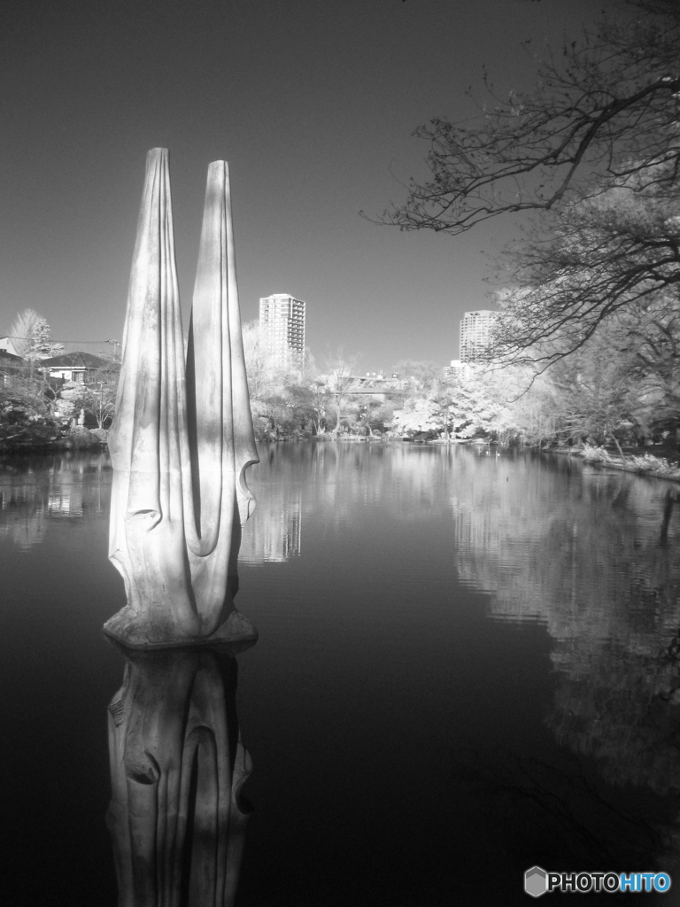 冬枯れの石神井公園_4