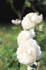 新宿御苑の秋薔薇3