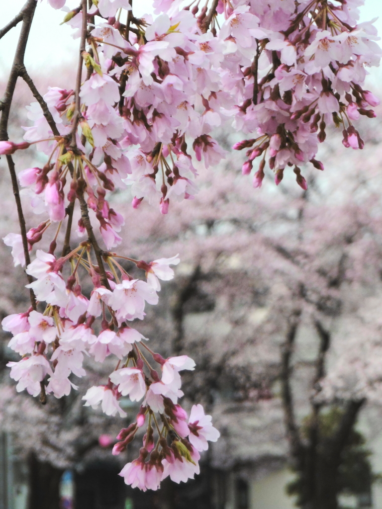 足立区花畑公園の桜2