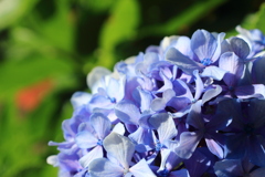 紫陽花
