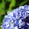 紫陽花