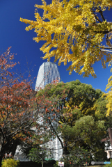 紅葉の芝公園