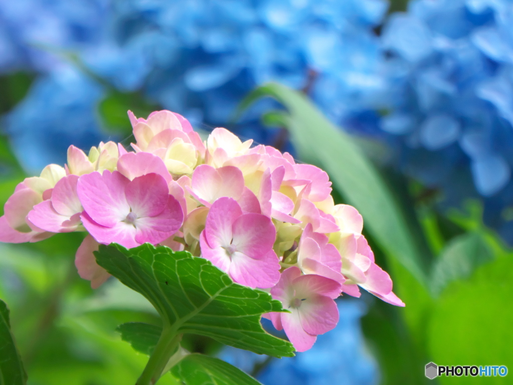 紫陽花の季節がやってきた01