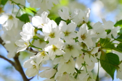 稲荷山公園の桜1