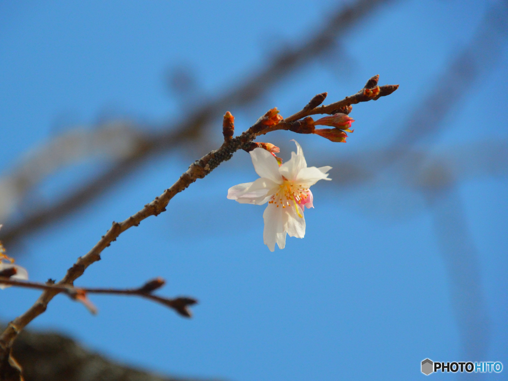 十月桜