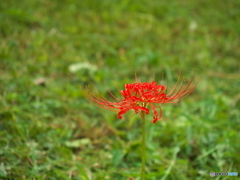 彼岸花