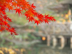晩秋の石神井公園2