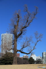 非対称の木