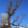 非対称の木