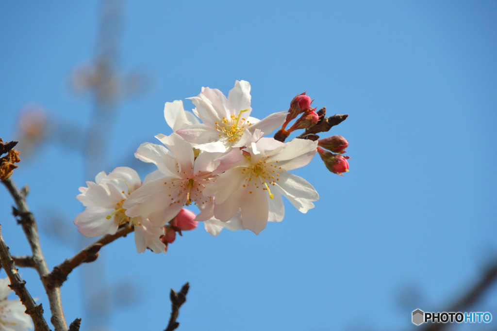 正月から桜