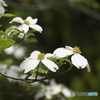 平成つつじ公園6