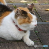 三毛猫ちゃーさん