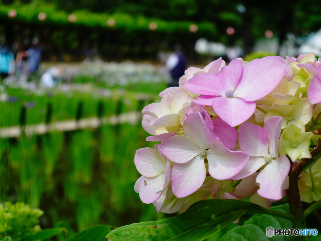 北綾瀬しょうぶ沼公園の紫陽花1