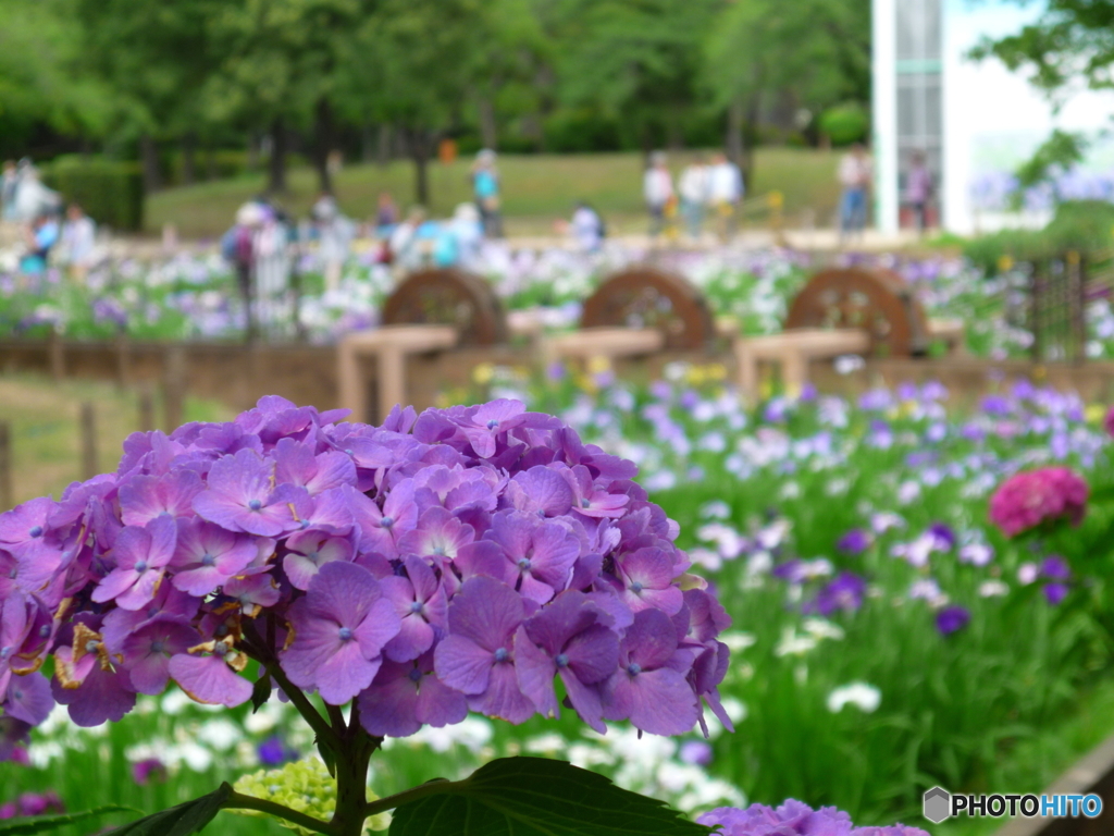 北綾瀬しょうぶ沼公園の紫陽花4
