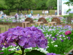 北綾瀬しょうぶ沼公園の紫陽花4